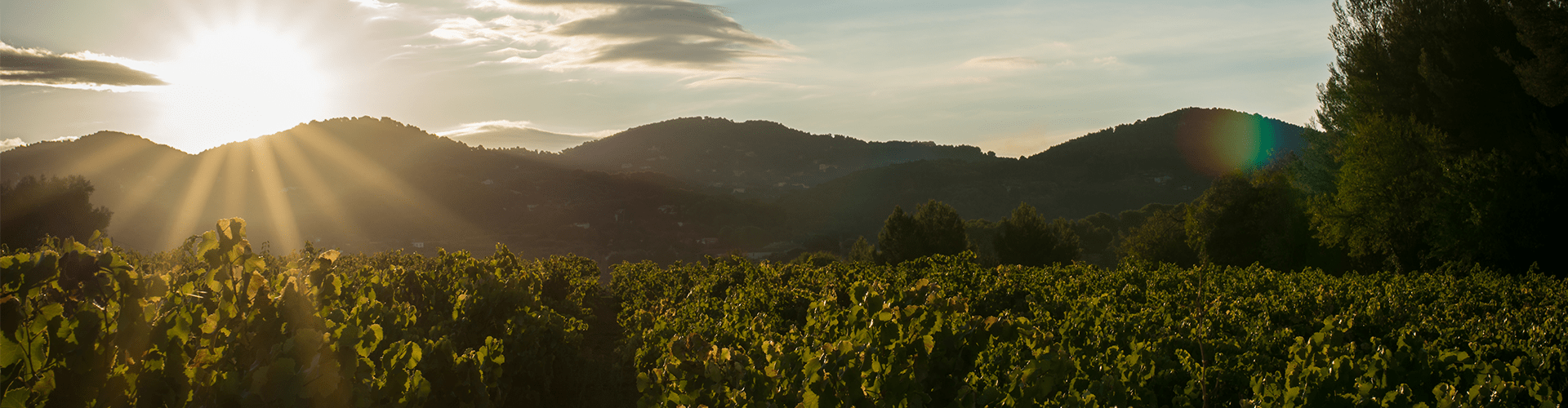 Domaine Moulin de la Roque