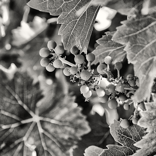 Vigne Bandol