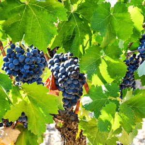 Vigne Bandol