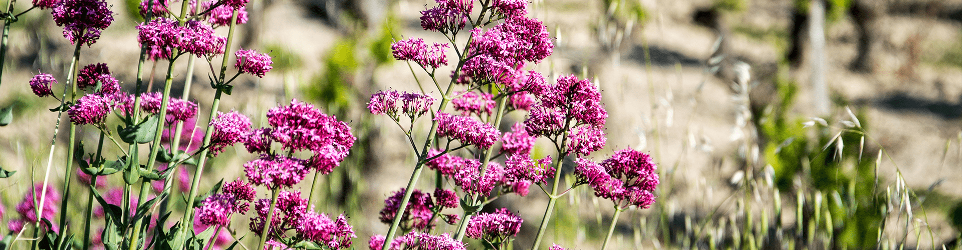 Fleurs Restanque