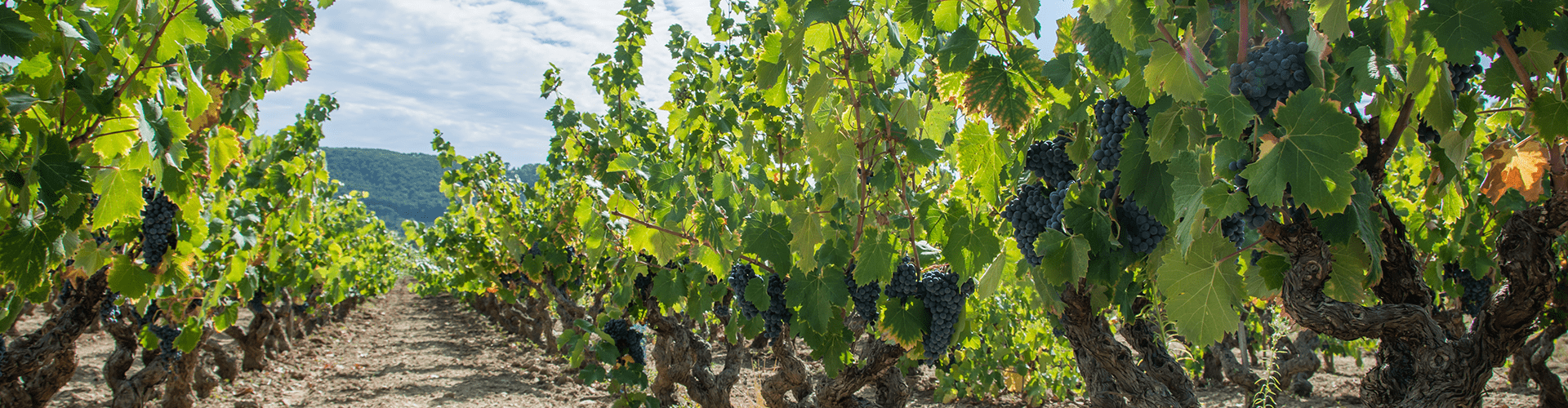 Header-vignoble-cotes-de-provence-min Vignes Bandol