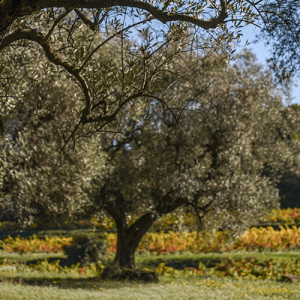 Arbres