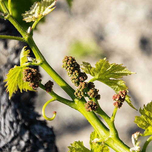 Vigne Bandol