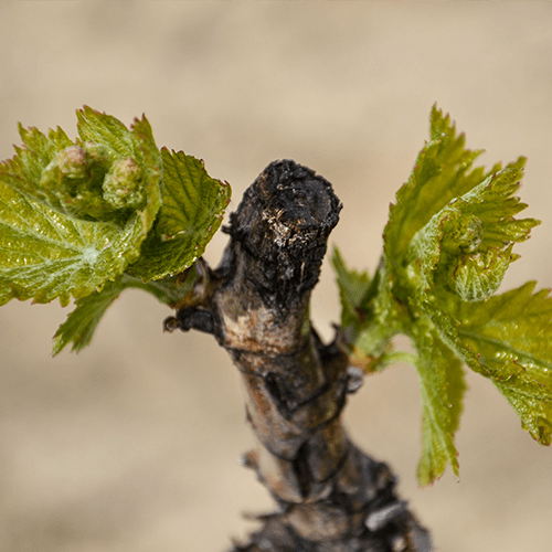 Vigne Bandol