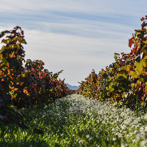 Vigne Bandol