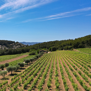 Vignoble Moulin de la Roque
