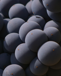 Vendanges 2024